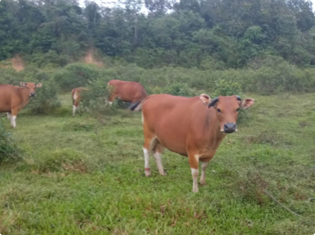 Distanak Sultra Temukan 142 Kasus Penyakit Jembrana yang Serang Sapi Bali