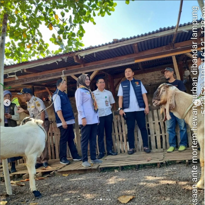 Menyambut Hari Raya Qurban 2024, Lampung Perketat Pengawasan Hewan Qurban