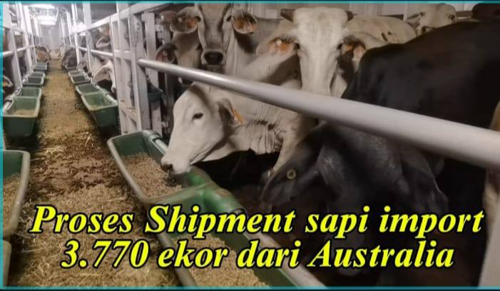 Kepala Balai Veteriner Lampung Pantau Pengiriman Sapi Indukan Milik PT. Juang Jaya Abdi Alam di Pelabuhan Panjang