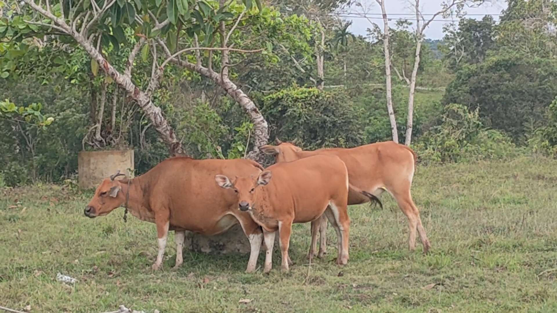 Peternak Harus Waspadai Penyakit Sapi Ngorok