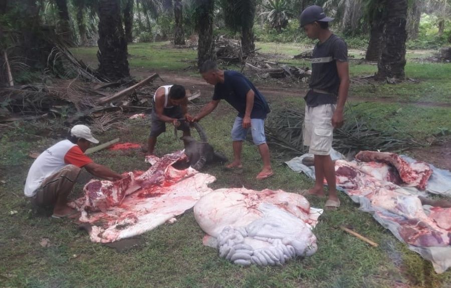 Ngorok Mengganas, 209 Sapi dan Kerbau Mati: Tutup Perbatasan Bengkulu Selatan