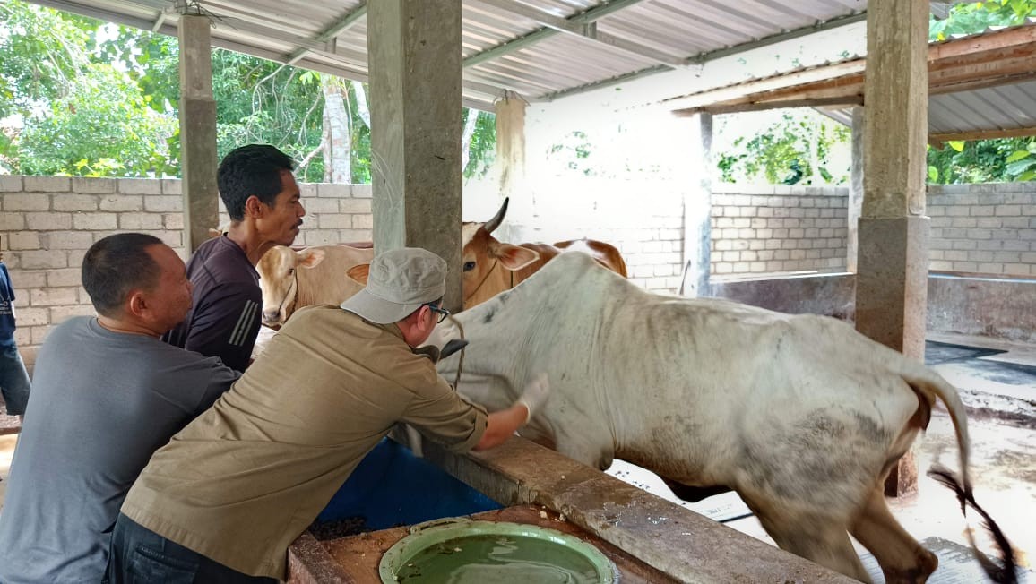 Vaksinasi PMK di Desa Margomulyo: Melindungi Ternak, Mendukung Peternak