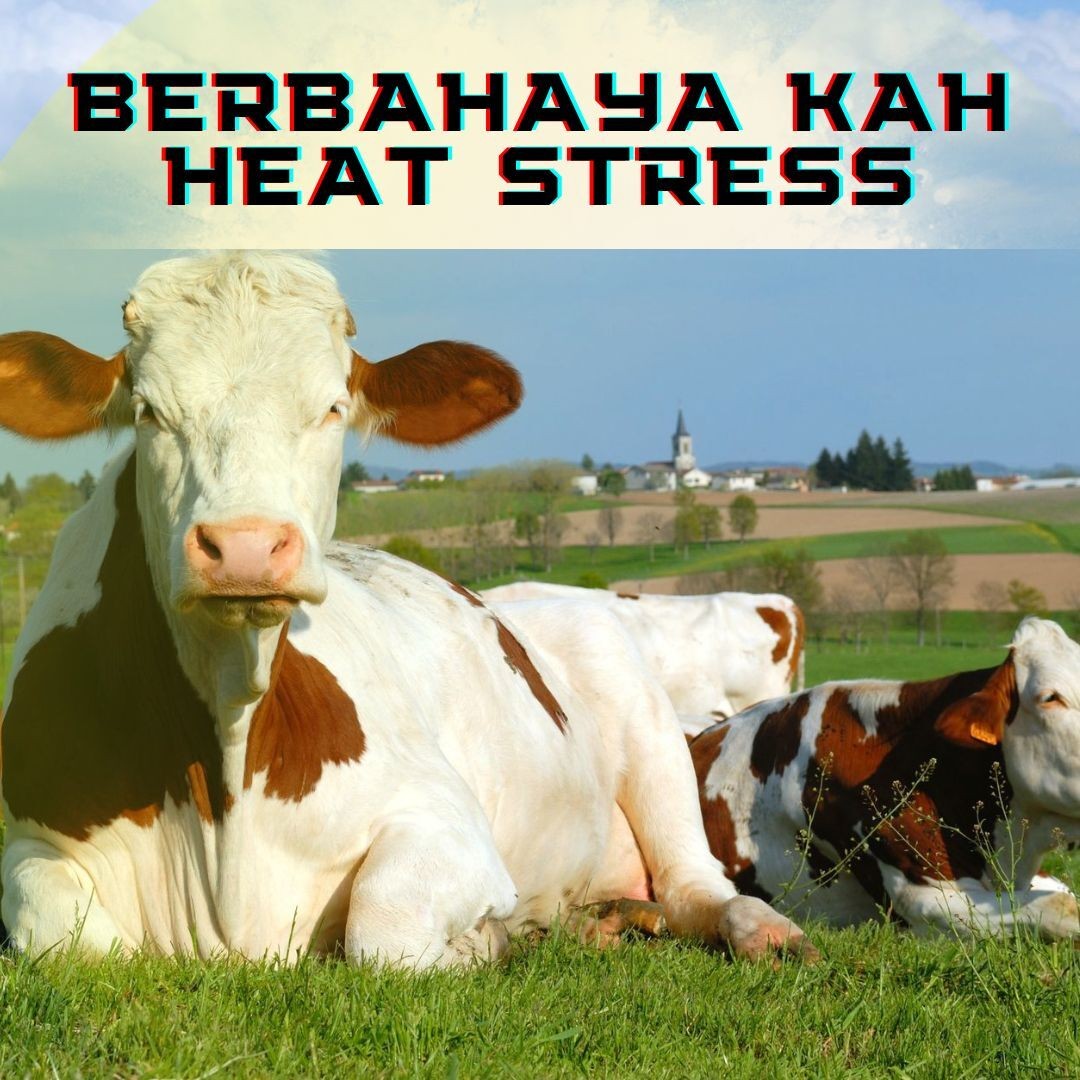 Deteksi Dini Heat Stress dengan    Skoring Panting    : Untuk Produksi Yang Optimal Oleh:  drh Tri Guntoro, MP