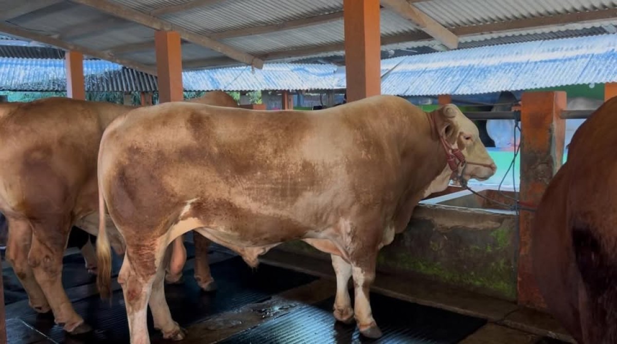Idul adha 1446 H, Kementan Pastikan Ketersediaan Hewan Kurban Yang Aman, Sehat, dan Sesuai Syariat
