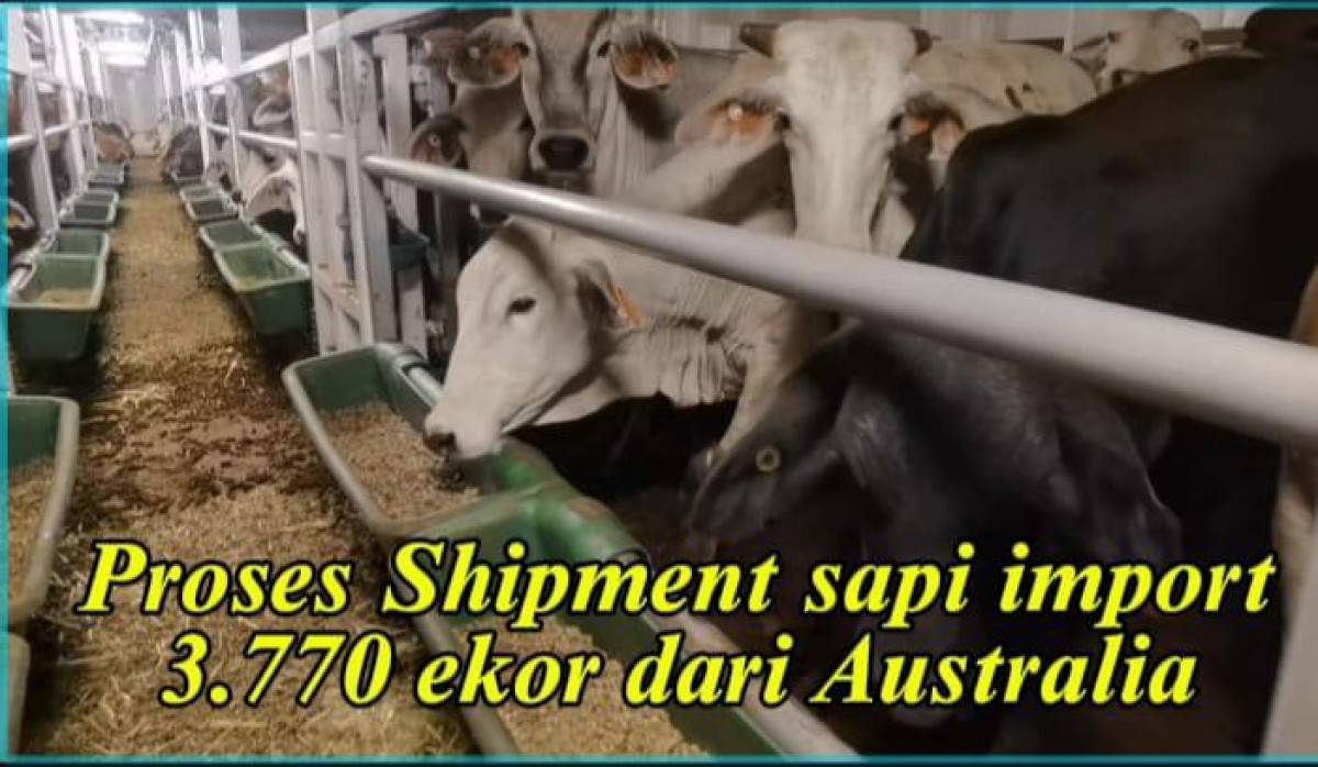 Kepala Balai Veteriner Lampung Pantau Pengiriman Sapi Indukan Milik PT. Juang Jaya Abdi Alam di Pelabuhan Panjang
