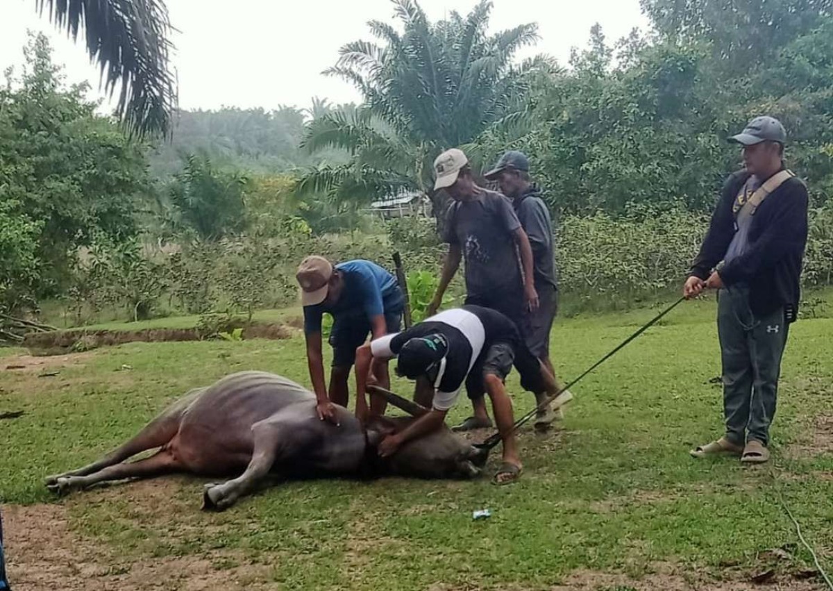 Wabah Penyakit Sapi Ngorok Di Kaur Semakin Meluas