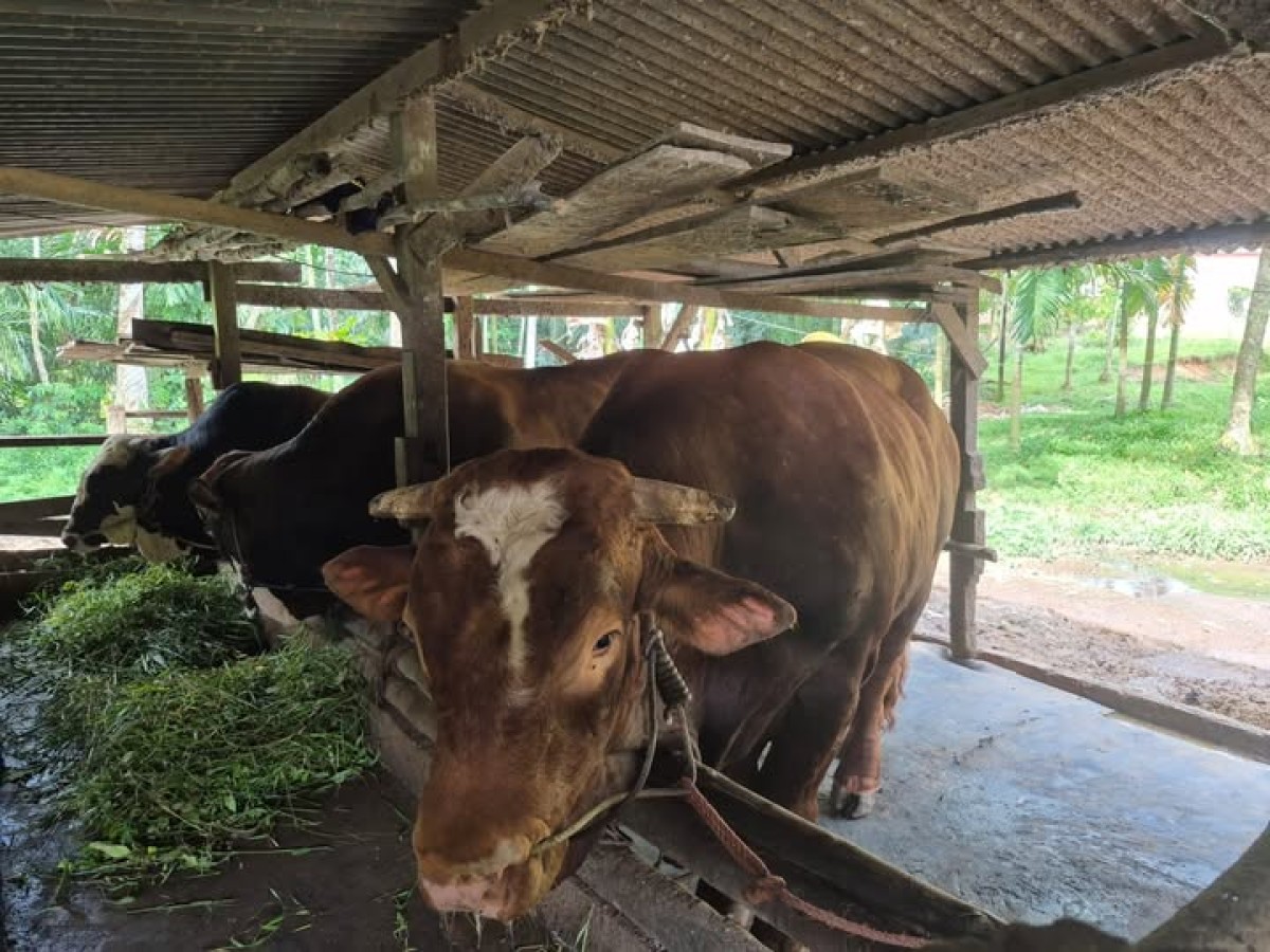Kementan Kawal Penyembelihan Hewan Kurban Bantuan Kemasyarakatan Presiden RI Berupa Sapi Tahun 2025